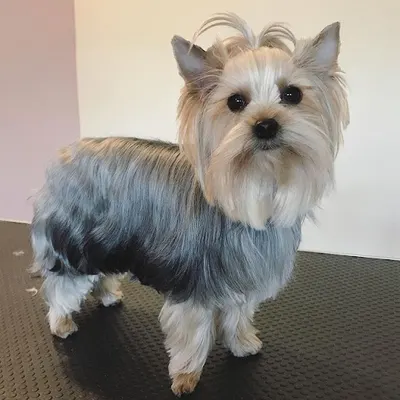 Psi fryzjer Groomland - Salon pielęgnacji zwierząt - SPA